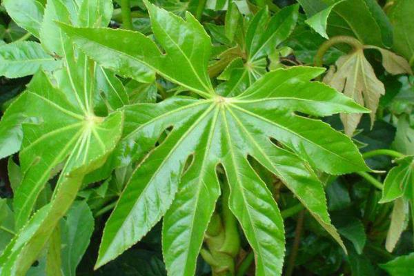 八角金盘种子市场价格多少钱一斤  八角金盘种子怎么种