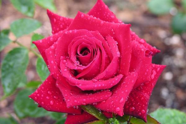 蔷薇花什么时候开花(几月) 蔷薇花的开花条件是什么