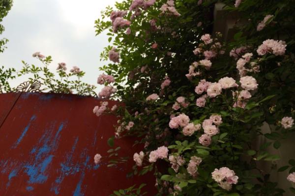 蔷薇花什么时候开花(几月) 蔷薇花的开花条件是什么