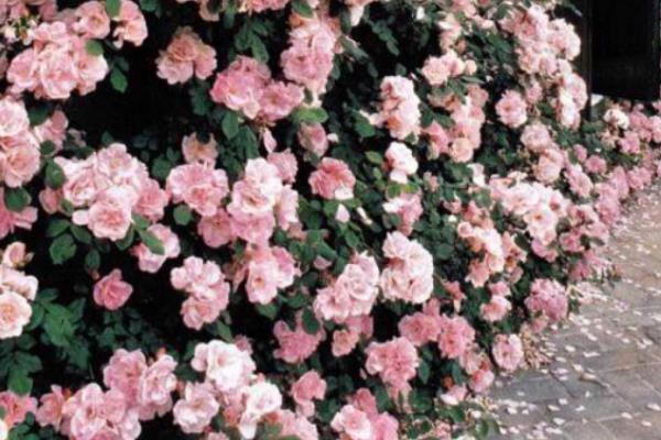 蔷薇花什么时候开花(几月) 蔷薇花的开花条件是什么