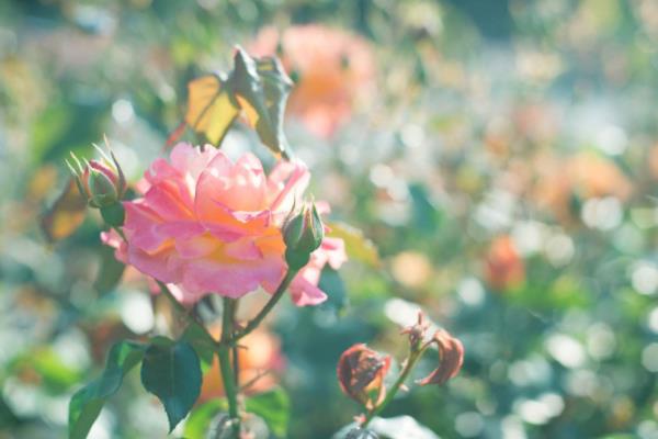 蔷薇花什么时候开花(几月) 蔷薇花的开花条件是什么