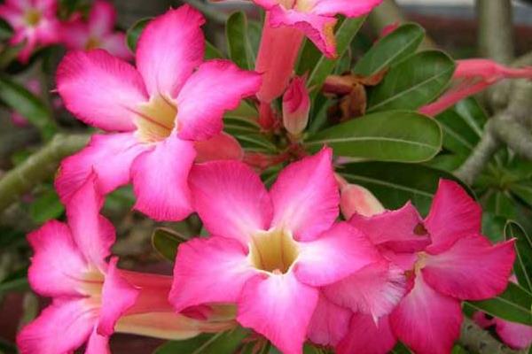 沙漠玫瑰怎么浇水(多久浇一次)沙漠玫瑰种子怎么种