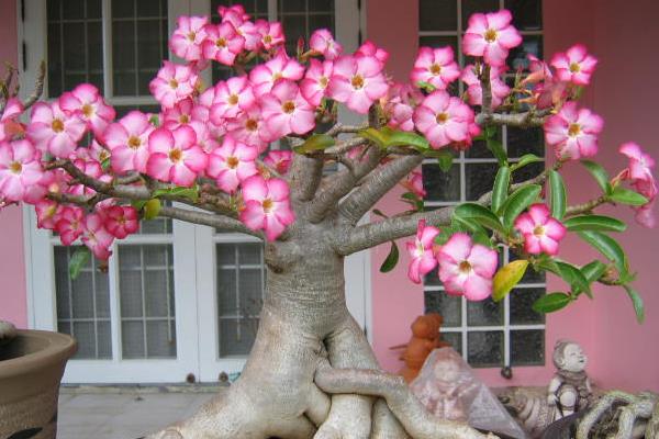 沙漠玫瑰怎么浇水(多久浇一次)沙漠玫瑰种子怎么种