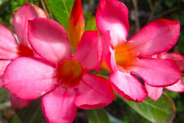 沙漠玫瑰怎么浇水(多久浇一次)沙漠玫瑰种子怎么种