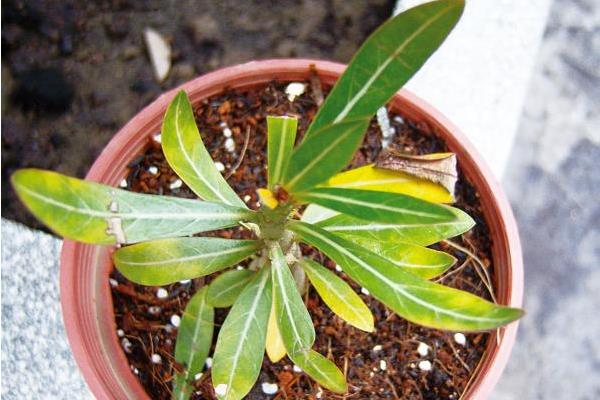 沙漠玫瑰怎么浇水(多久浇一次)沙漠玫瑰种子怎么种