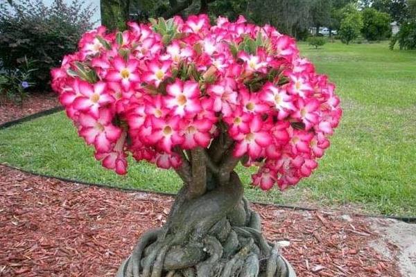 沙漠玫瑰怎么浇水(多久浇一次)沙漠玫瑰种子怎么种