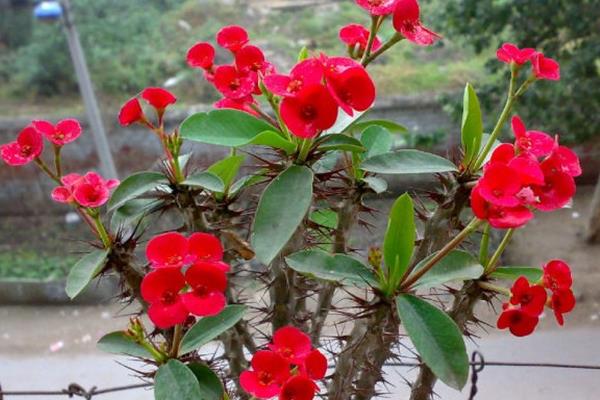 虎刺梅和刺梅的区别是什么 虎刺梅繁殖方法