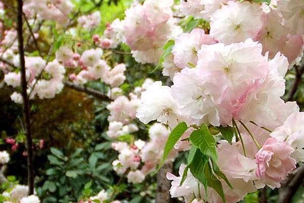 樱花和桃花的区别是什么(图解) 樱花怎么种