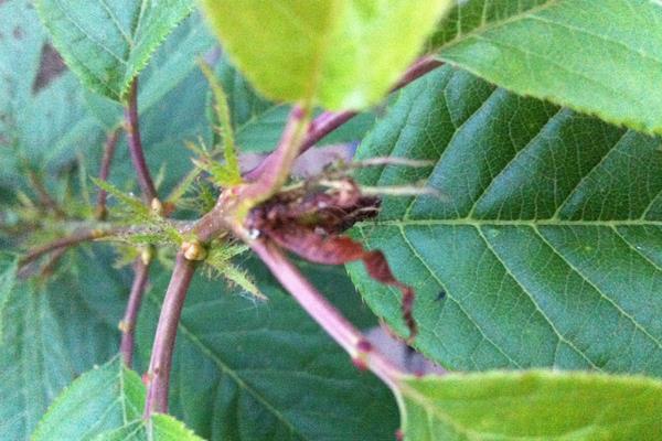 樱花和桃花的区别是什么(图解) 樱花怎么种