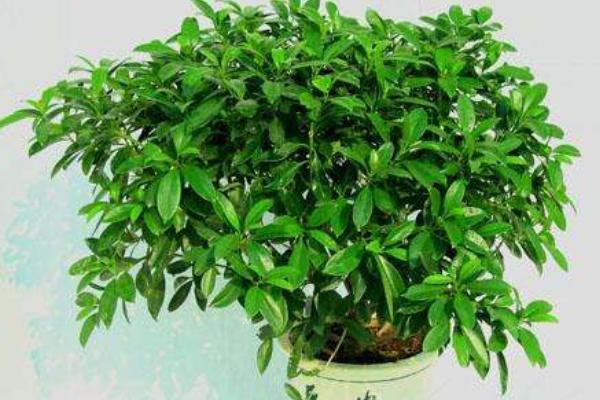 非洲茉莉的繁殖方法 非洲茉莉的扦插方法