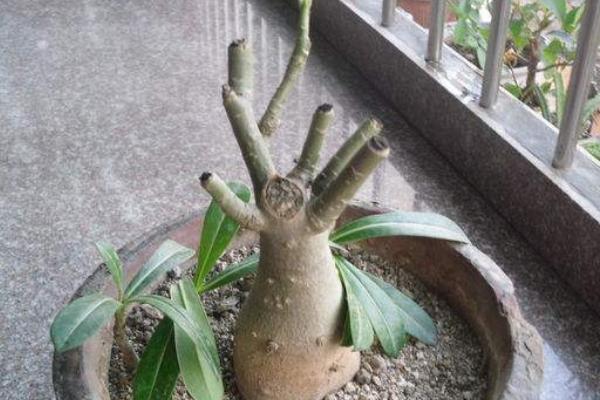 沙漠玫瑰的修剪方法(图解) 沙漠玫瑰几月份剪枝