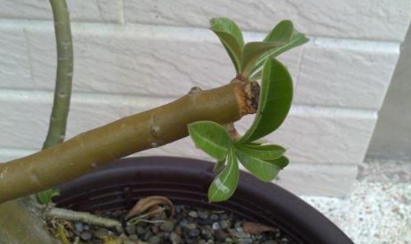 沙漠玫瑰的修剪方法(图解) 沙漠玫瑰几月份剪枝