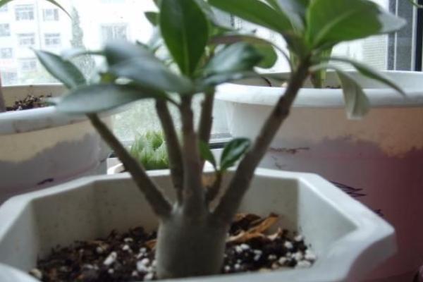 沙漠玫瑰的修剪方法(图解) 沙漠玫瑰几月份剪枝