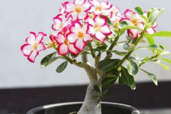 沙漠玫瑰的修剪方法(图解) 沙漠玫瑰几月份剪枝