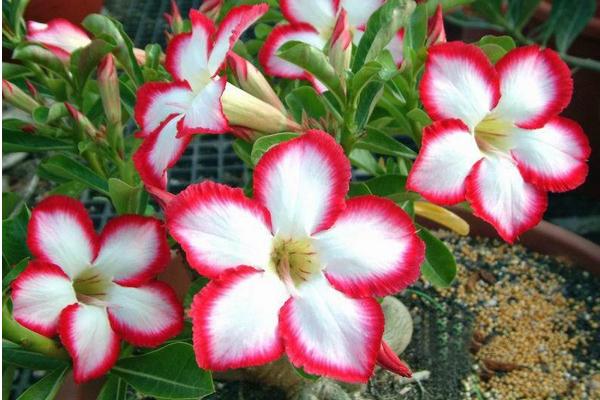 沙漠玫瑰的修剪方法(图解) 沙漠玫瑰几月份剪枝