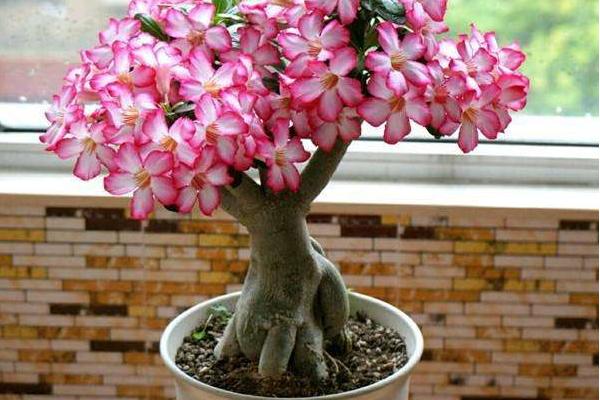 沙漠玫瑰的修剪方法(图解) 沙漠玫瑰几月份剪枝