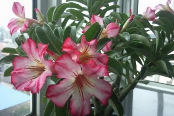 沙漠玫瑰的修剪方法(图解) 沙漠玫瑰几月份剪枝