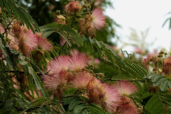 榕树开花吗(什么时候开花) 榕树盆景的养殖方法和注意事项