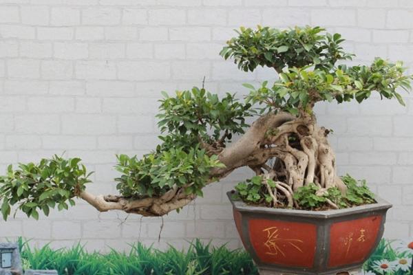 榕树开花吗(什么时候开花) 榕树盆景的养殖方法和注意事项