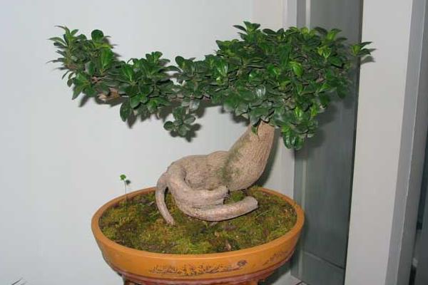 榕树开花吗(什么时候开花) 榕树盆景的养殖方法和注意事项