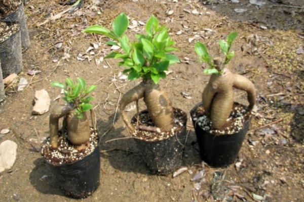 榕树开花吗(什么时候开花) 榕树盆景的养殖方法和注意事项