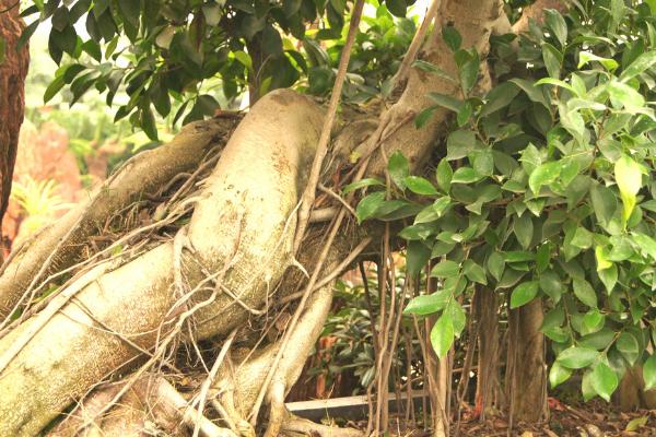 榕树开花吗(什么时候开花) 榕树盆景的养殖方法和注意事项