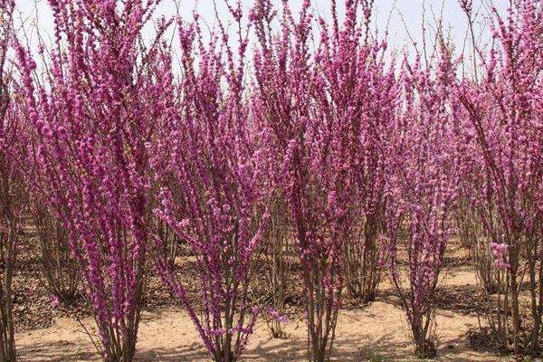 紫荆花图片大全 紫荆花语及寓意