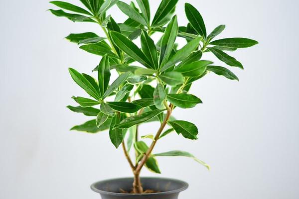 金边瑞香市场价格多少钱一盆 金边瑞香怎么浇水