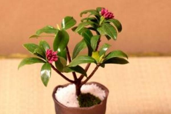 金边瑞香市场价格多少钱一盆 金边瑞香怎么浇水