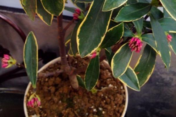 金边瑞香市场价格多少钱一盆 金边瑞香怎么浇水