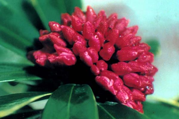 金边瑞香市场价格多少钱一盆 金边瑞香怎么浇水