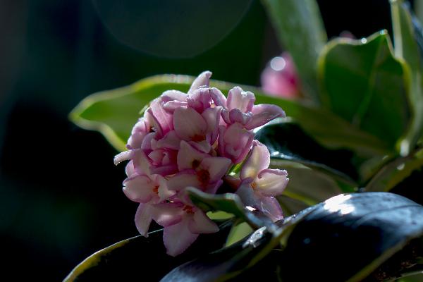 金边瑞香市场价格多少钱一盆 金边瑞香怎么浇水