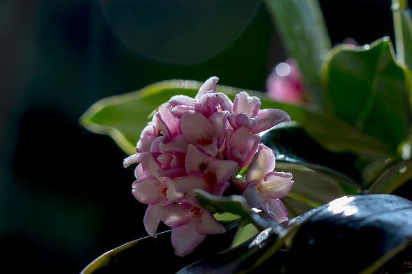 金边瑞香怎么养 金边瑞香养殖方法与注意事项