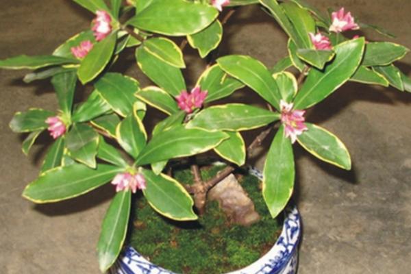 金边瑞香怎么养 金边瑞香养殖方法与注意事项