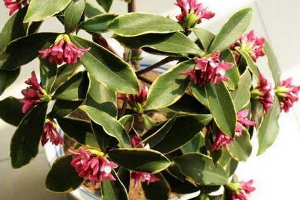 金边瑞香怎么养 金边瑞香养殖方法与注意事项