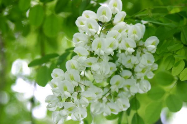 槐花的功效与作用及禁忌 槐花药用价值