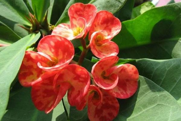 虎刺梅图片大全 虎刺梅花语及寓意 虎刺梅有哪些品种