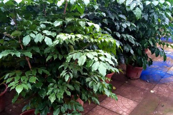 幸福树什么时候开花(什么季度、几月) 幸福树的主要价值是什么