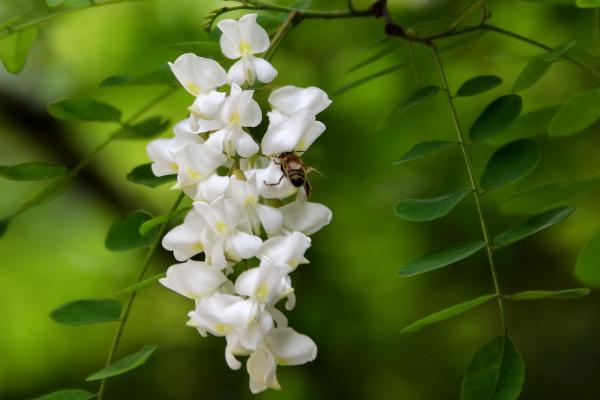 洋槐花能吃吗(怎么吃) 槐花有毒吗