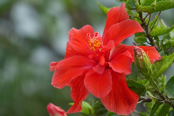 家庭养殖扶桑花对风水的作用  扶桑花花语