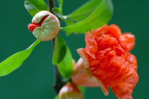 盆栽石榴花怎么养 石榴花盆栽养殖方法与注意事项