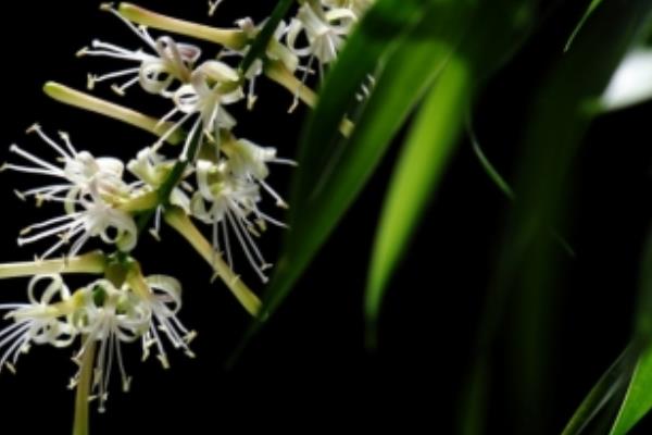 龙血树开花吗 龙血树什么时候开花(几月)