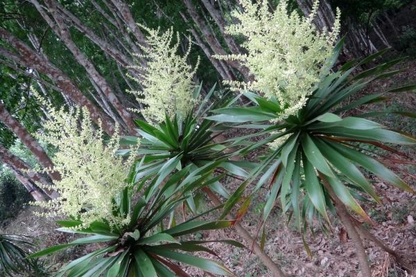 龙血树开花吗 龙血树什么时候开花(几月)