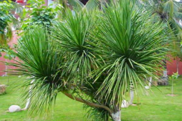 龙血树开花吗 龙血树什么时候开花(几月)