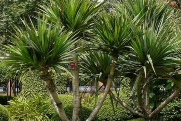 龙血树开花吗 龙血树什么时候开花(几月)