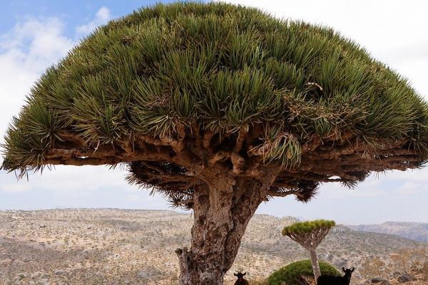 龙血树开花吗 龙血树什么时候开花(几月)