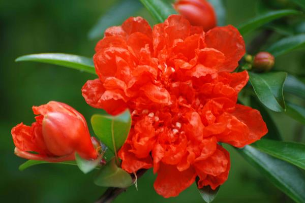 石榴花什么时候开(几月) 石榴花是什么颜色的