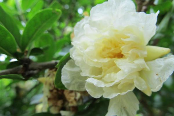 石榴花什么时候开(几月) 石榴花是什么颜色的