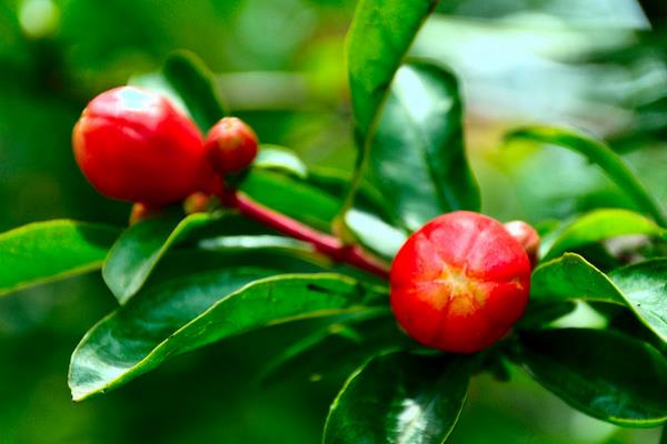 石榴花什么时候开(几月) 石榴花是什么颜色的