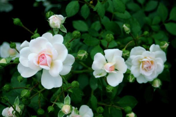 蔷薇花市场价格多少钱一棵  蔷薇盆栽的养殖方法